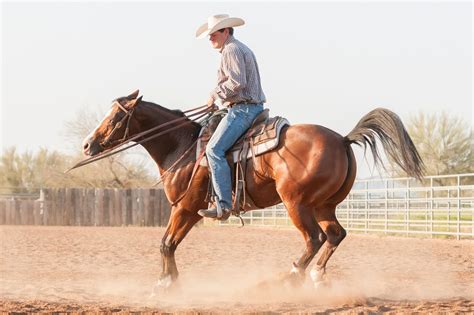Arno Honstetter • Professional <strong>Reining</strong> Trainer • Scottsdale. . Top reining stallions 2022